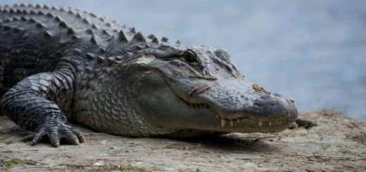 selfie s krokodýlem