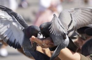Chov holubov ako jeden z najstarších koníčkov