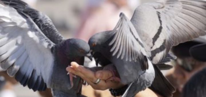 Chov holubov ako jeden z najstarších koníčkov
