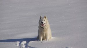 Aká psie plemená milujú zimu a aká naopak nie?