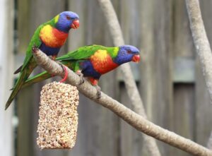 Ako na vonkajšie voliéru pre papagáje?