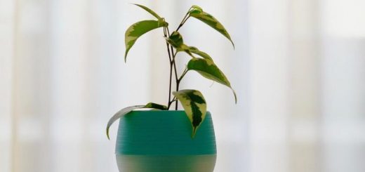 Ako spoznať, že rastlina potrebuje presadiť?