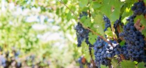 pestujte vino