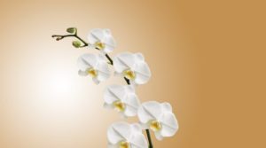 3 rady orchidej