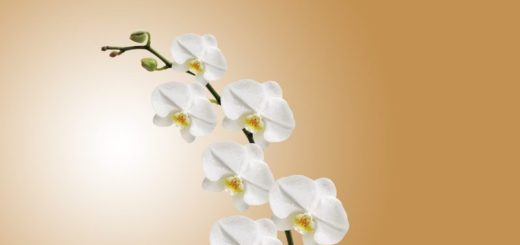 3 rady orchidej