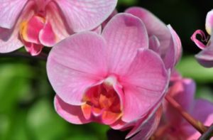 orchideje