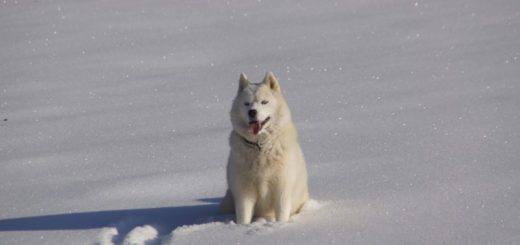 Aká psie plemená milujú zimu a aká naopak nie?