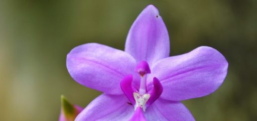 Problémy trápiaci pestovateľov orchideí a ich riešenie