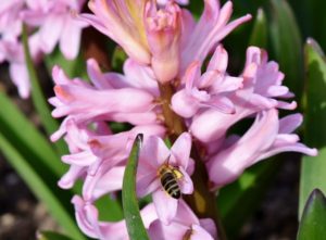 Čo robiť s hyacinty po odkvitnutí?