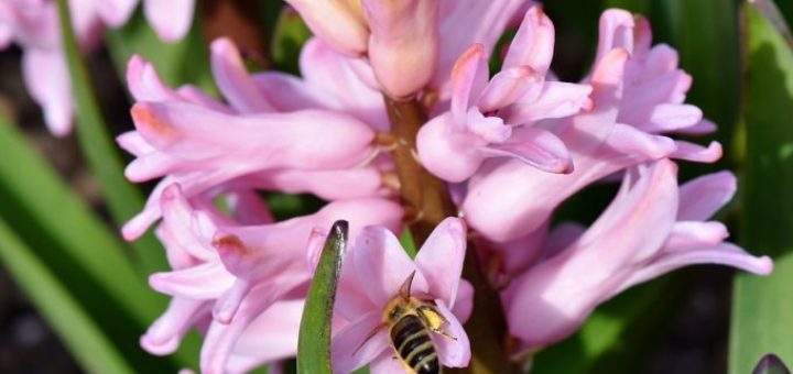 Čo robiť s hyacinty po odkvitnutí?