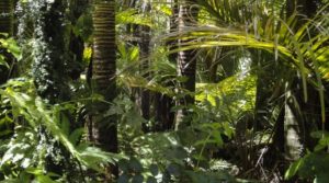 Ako môžeme pomôcť Amazonskému pralesu?