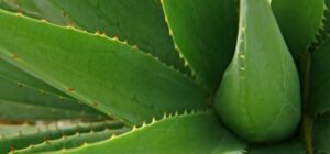 Aloe vera – to najlepšie pre vaše zdravie