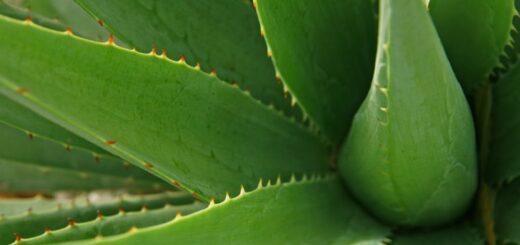 Aloe vera – to najlepšie pre vaše zdravie