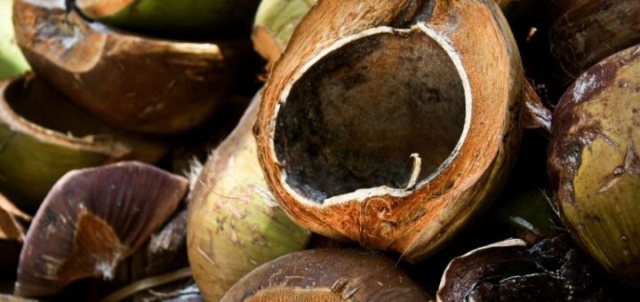 Plody palmy Cocos nucifera, ktoré vyplavia slané more, nestratia svoju schopnosť vyklíčiť. V sanskritskom jazyku starovekej Indie sa nazývajú „Kalpa vriksha“, čo v preklade znamená „strom, ktorý dáva všetko potrebné k životu“, či „strom života“. Veľa generácií obyvateľov Indonézie prežili vďaka kokosovým orechom. Plody obsahujú tekutinu na uhasenie smädu aj pevnú stravu. Z kokosových vlákien sú vyrábané povrazy aj kefky na zuby. Z kmeňov a listov paliem sa zase robia sandále, tkajú sa látky a stavajú sa obydlia. Kokosa sa pestuje v Južnej Amerike, Afrike, Južnej Ázii, Pacifickej oblasti, Indii a na Srí Lanke. Obsah cenných látok • minerály horčík, vápnik, fosfor, draslík, sodík • 15 x viac draslíka ako banán • 60 % tukov, prevažne nasýtených mastných kyselín, nezvyšujú hladinu cholesterolu v krvi • mononenasýtené mastné kyseliny 1,4 g • polynenasýtené mastné kyseliny 0,4 g • nasýtené mastné kyseliny 30 g • molekuly kokosu obsahujú 6 až 14 atómov uhlíka • sacharidy • proteíny – bielkoviny 8 % • voda 6% • vláknina • glycídy 20 % Kokosová voda obsahuje • proteíny • karbohydráty • nasýtené tuky • fosfor, horčík, chlór, draslík, síru, vápnik, kremík • vitamíny B1, B2, B3, B6 • podobá sa materskému mlieku a je vhodná aj na kŕmenie bábätiek Vplyv na organizmus • prevencia osteoporózy, demineralizácie a úbytku kostnej hmoty • zmierňuje bolesť pohybového aparátu spôsobenú preťažovaním • odporúča sa pri prerezávaní prvých zubov a podporuje tvorbu zdravej zubnej skloviny • pôsobí proti lámaniu vlasov a nechtov a liečbe kožných problémov • na nízky krvný tlak • na hydratáciu organizmu, obsahuje vysoké množstvo elektrolytov, ako je draslík • zabraňuje kŕčom a únave a je dobrým pomocníkom pri opici • liečba kokosovou vodou črevných infekcií • liečba obličkových kameňov • liečba horúčky • liečba hnačkových ochorení • pri stratách pamäti, nervových chorobách, slabosti a strate vitality • pri pleťových ochoreniach a kožných chorobách • pri ochorení pľúc Kokos obsahuje množstvo výživných látok bohatých na sacharidy, proteíny, minerálne soli, horčík, vápnik a fosfor. Najviac sú tu zastúpené zdravé tuky tvoriace tretinu plodu. Kokosová voda a kokosové mlieko majú rovnako minerálov ako dreň, ale neobsahujú žiadne tuky. V litri kokosovej vody je obsiahnutých 300 mg horčíka, čo zodpovedá odporúčanej dennej dávke u dospelého človeka. Kokosová voda je vhodným izotonickým nápojom pre športovcov. Vysoký obsah draslíka rehydratuje telo a má antivirálne a antibakteriálne účinky.