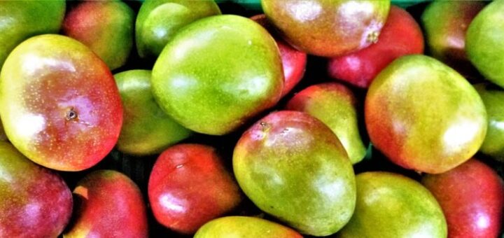 Mango je rastlina s dlhoročnou históriou, na ktorej vypestovanie vám stačí len kôstka