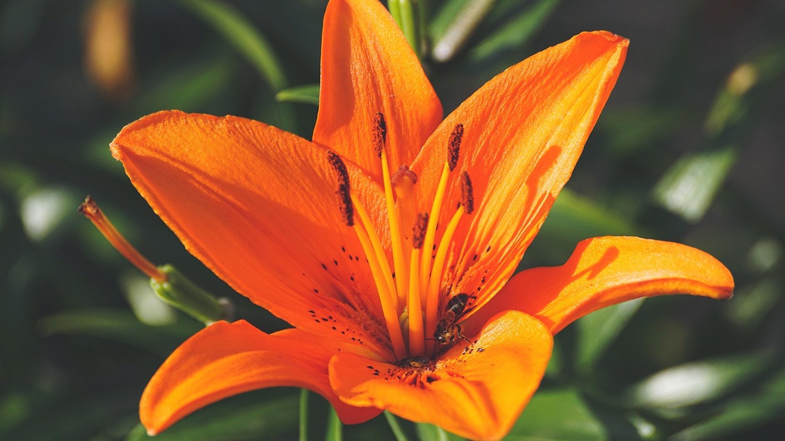Oranžová ľalia s tyčinkami plnými peľu