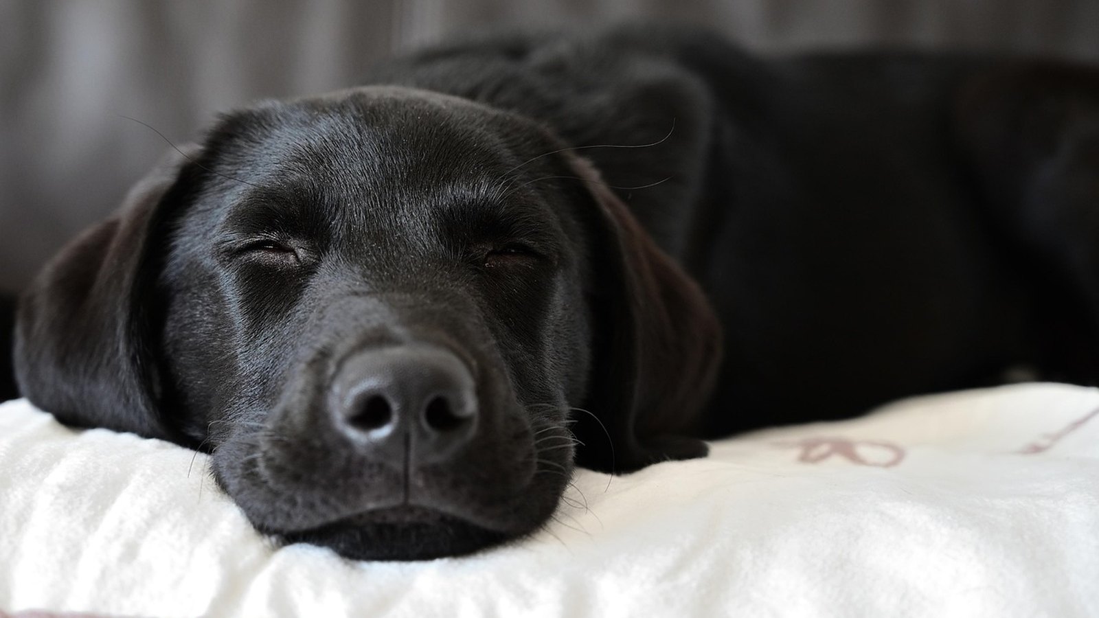 Čierny labrador spí na mäkkom vankúši